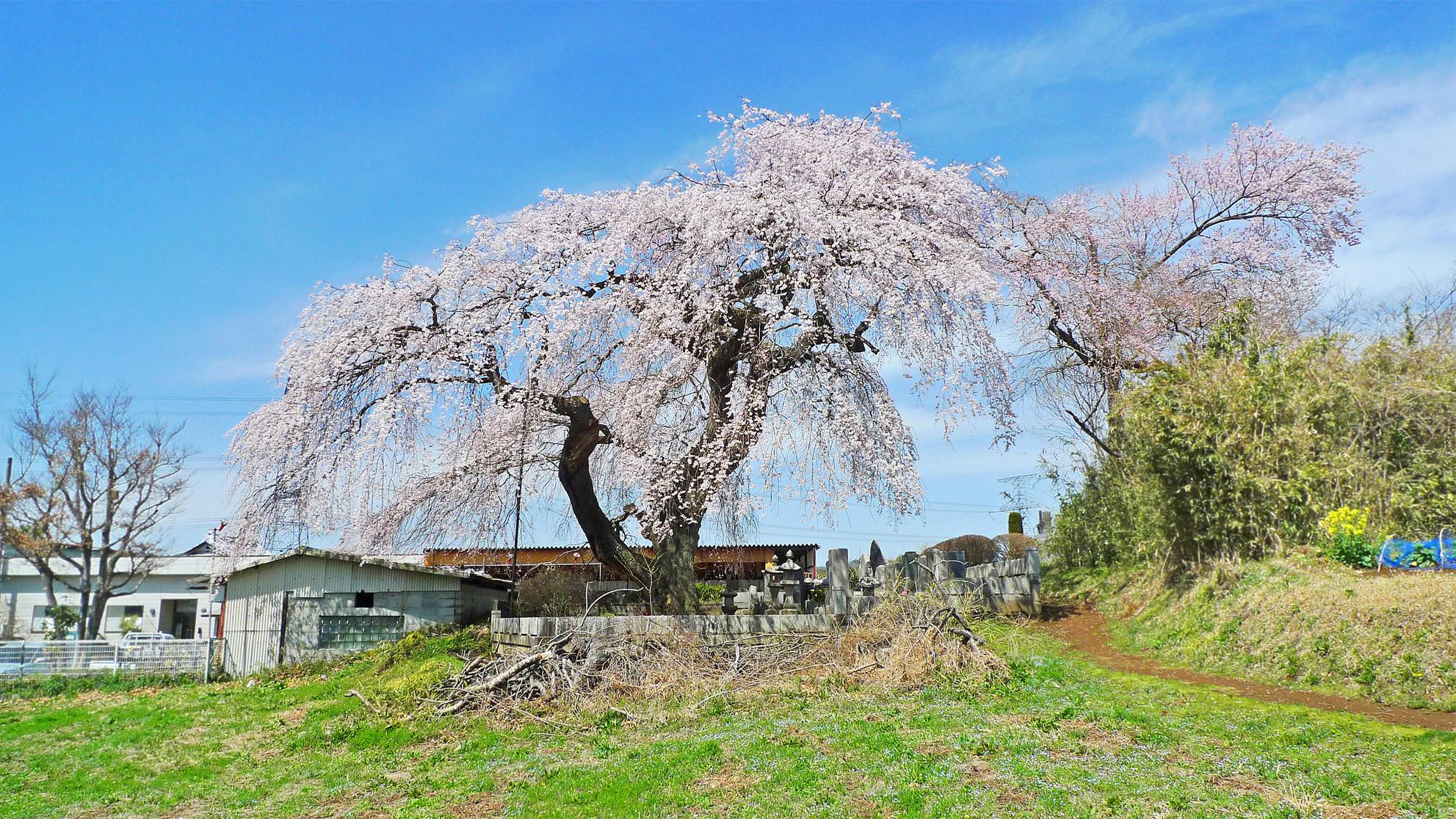 上岡のしだれ桜