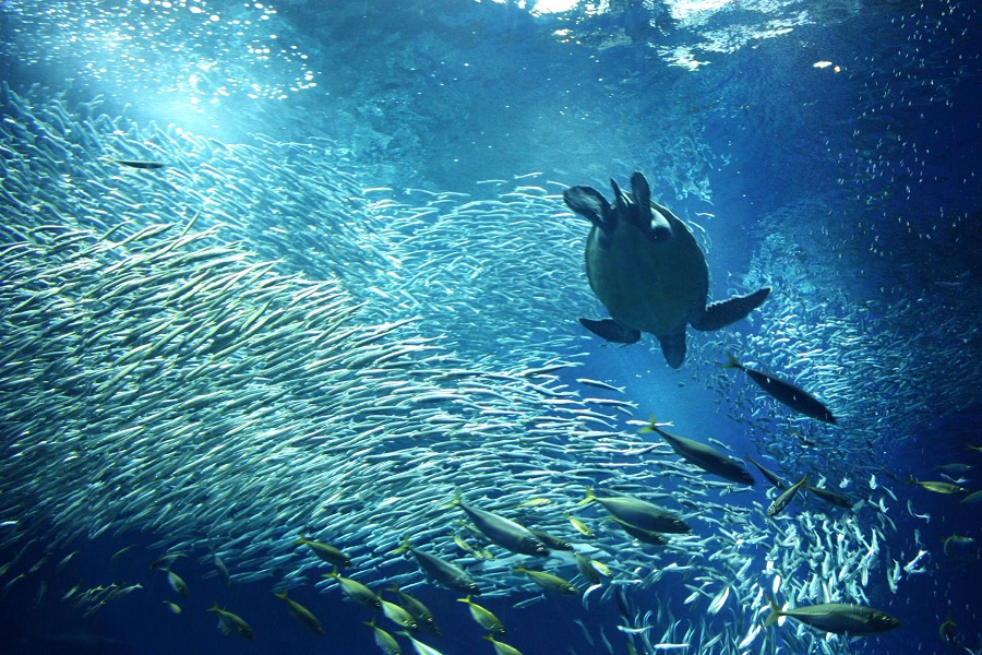 海亀と魚達