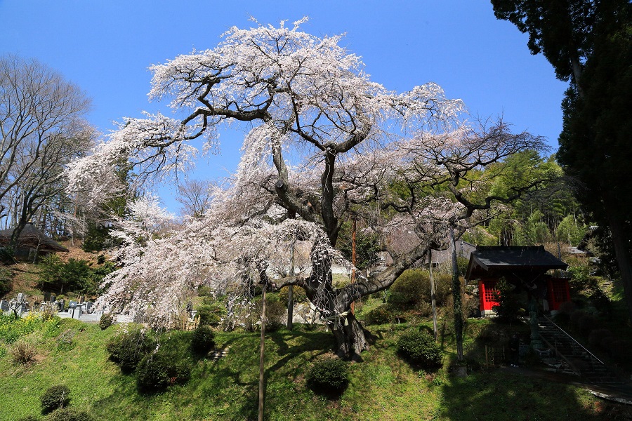 泉福寺のしだれ桜