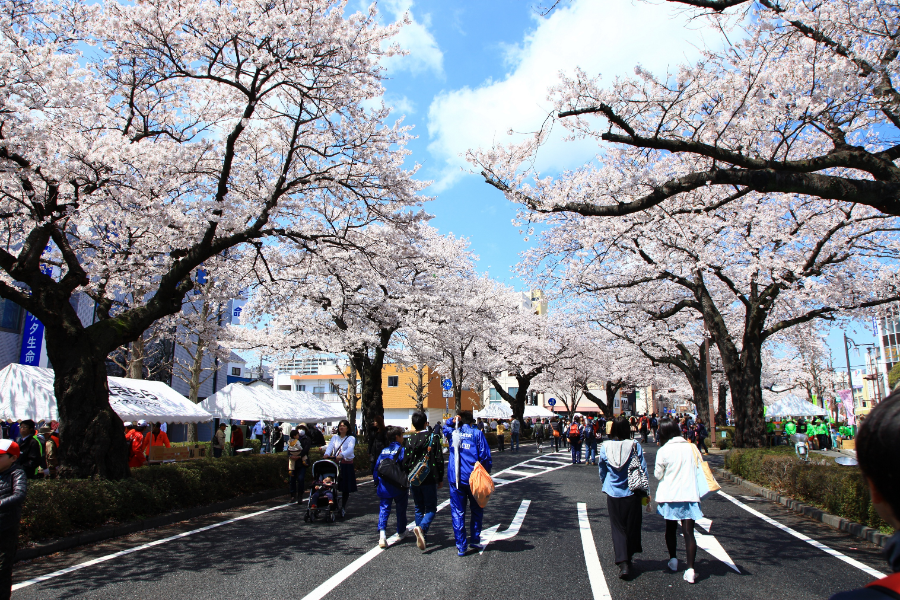 桜並木