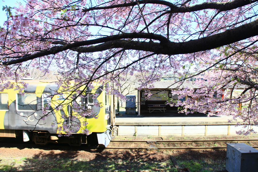 駅舎と桜