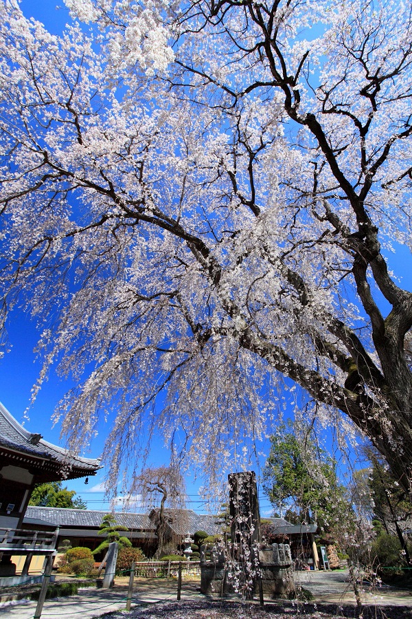 報佛寺のしだれ桜