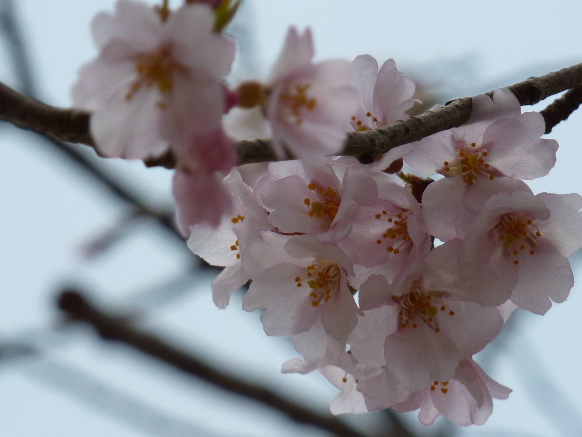 水戸の桜