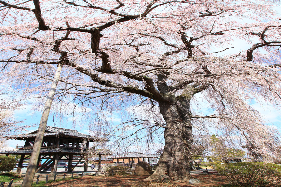 枝垂れ桜