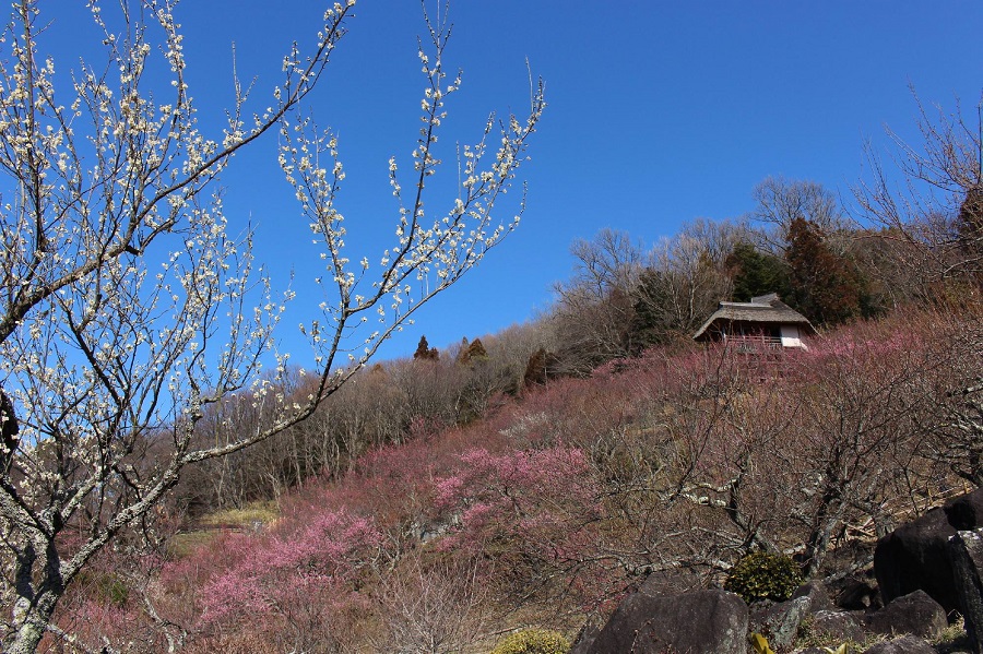 筑波山梅まつり