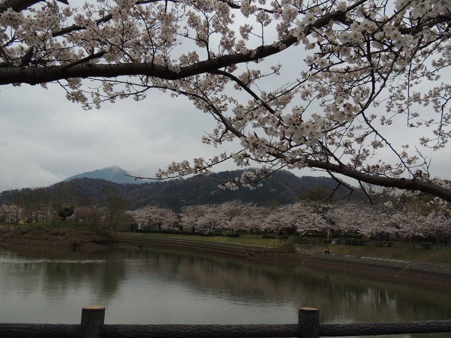 北条大池と桜