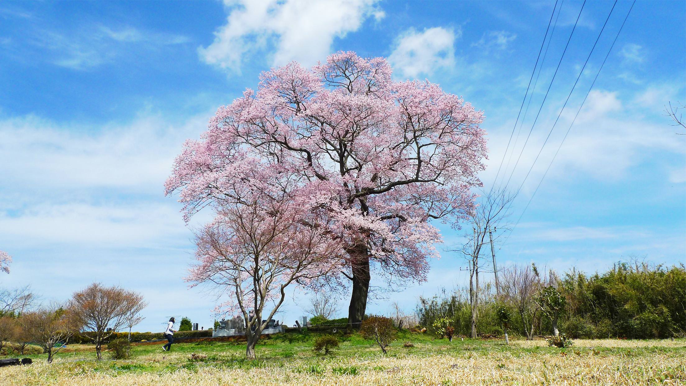 上岡のもう一つの桜