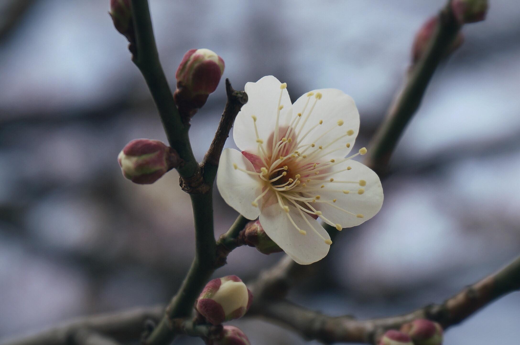 2月　偕楽園01