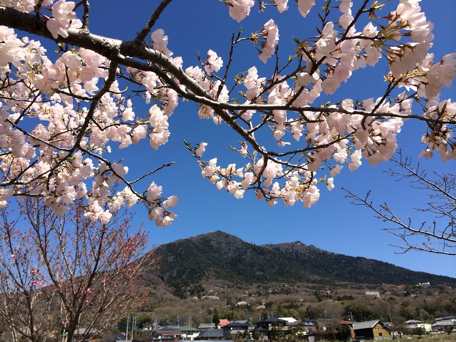 桜と筑波山