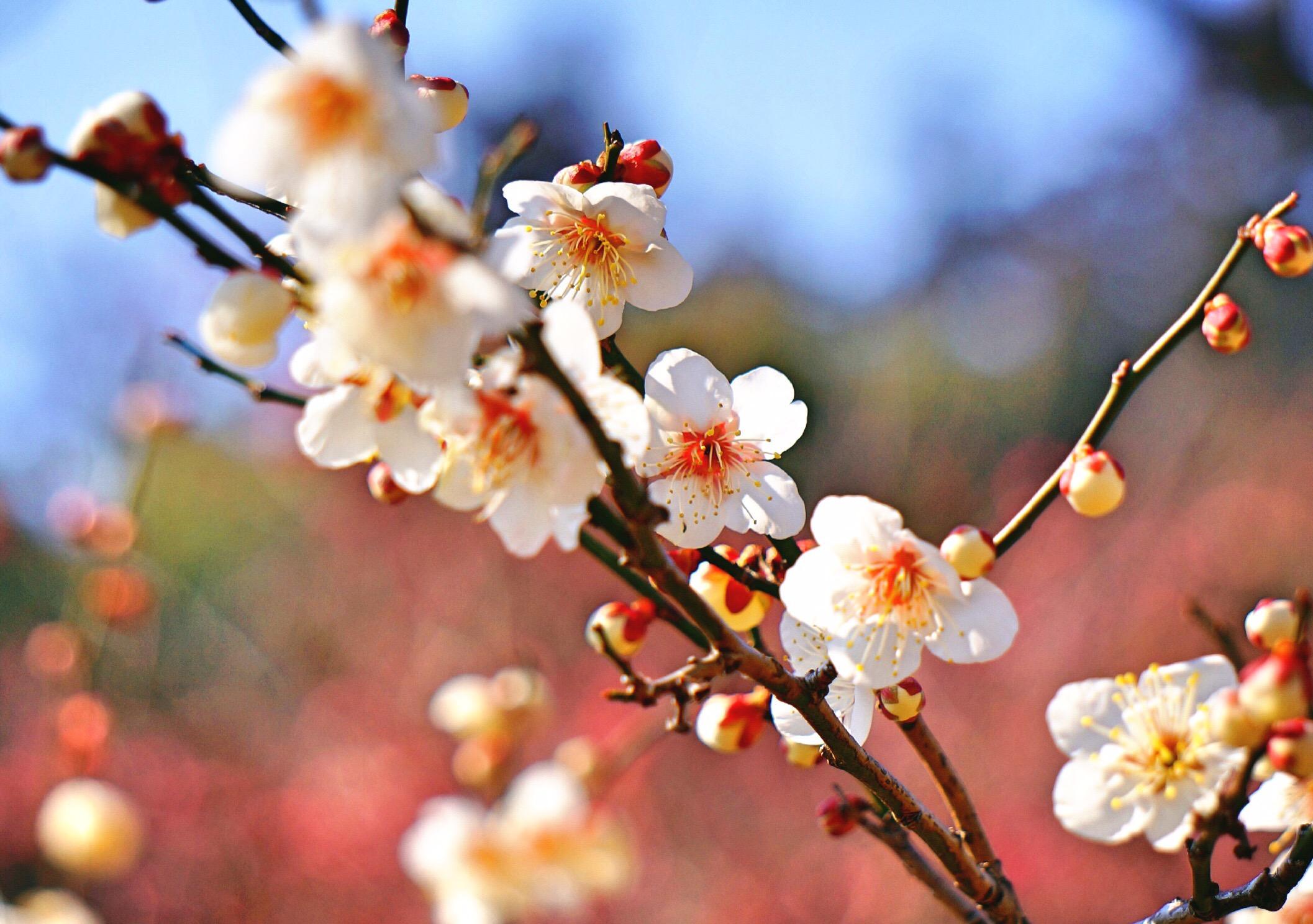 2月　偕楽園02