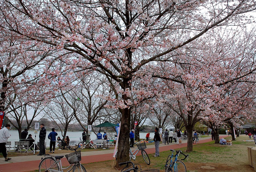 砂沼広域公園 観桜苑 桜まつり