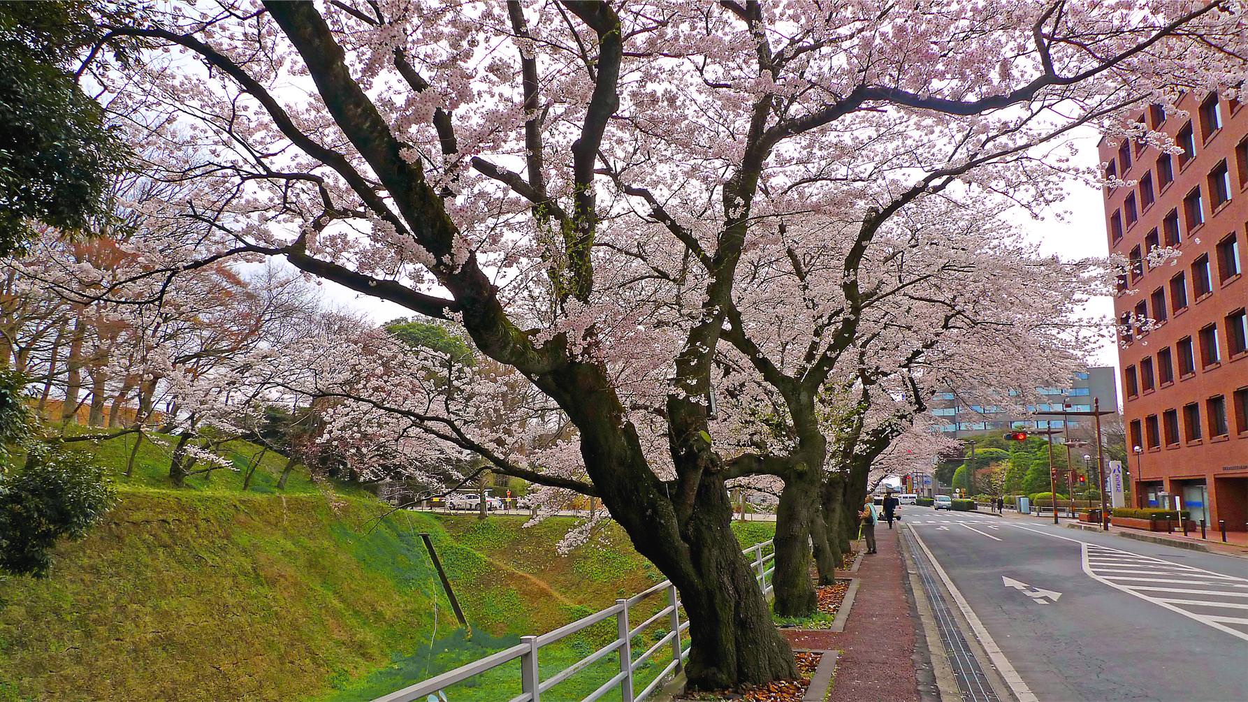 三の丸の桜
