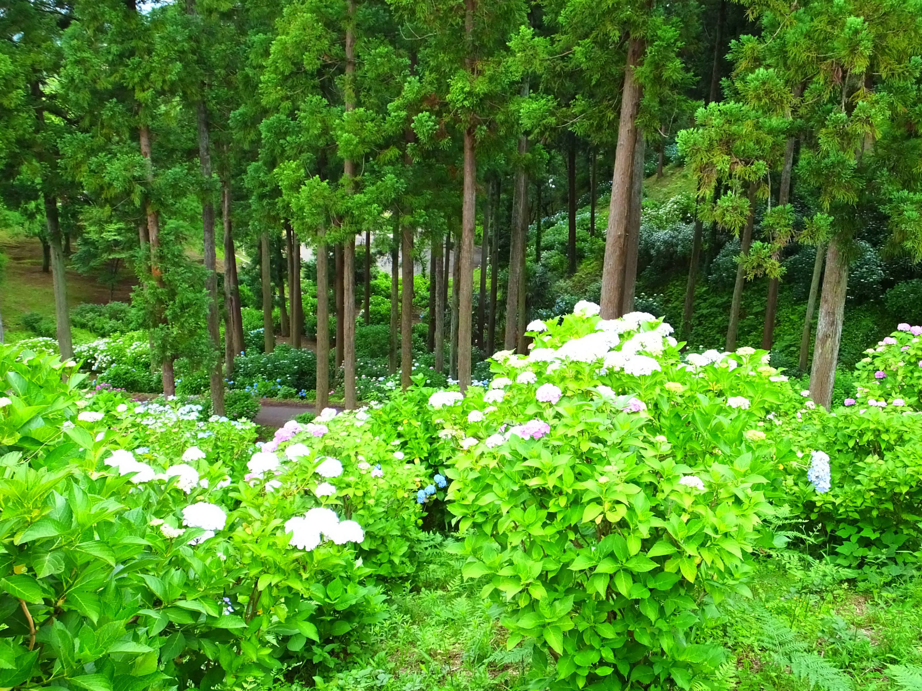 茨城県フラワーパーク