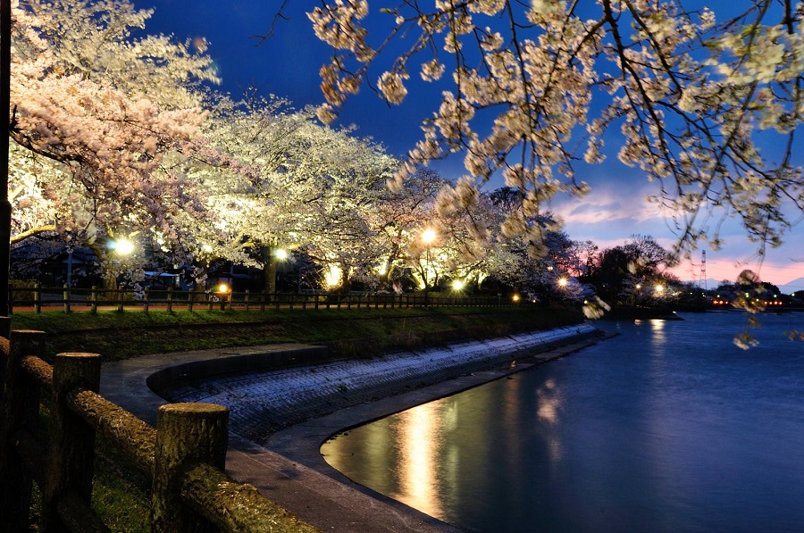 砂沼の夜桜01