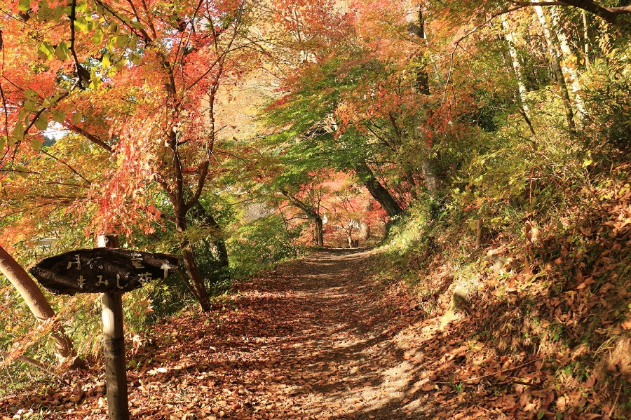 月待の滝の紅葉