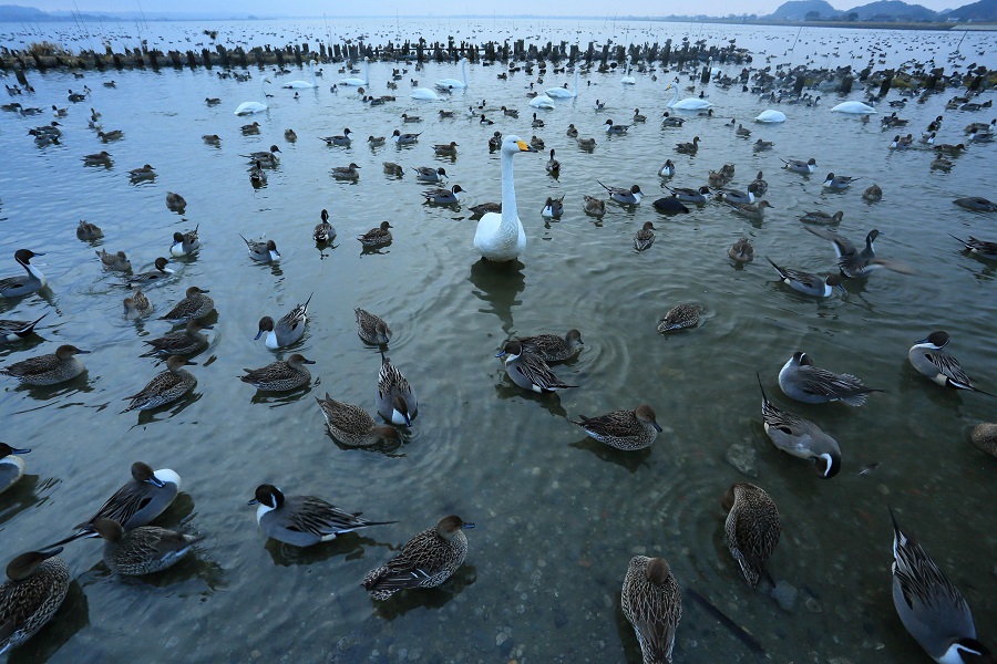 潮来白鳥の里