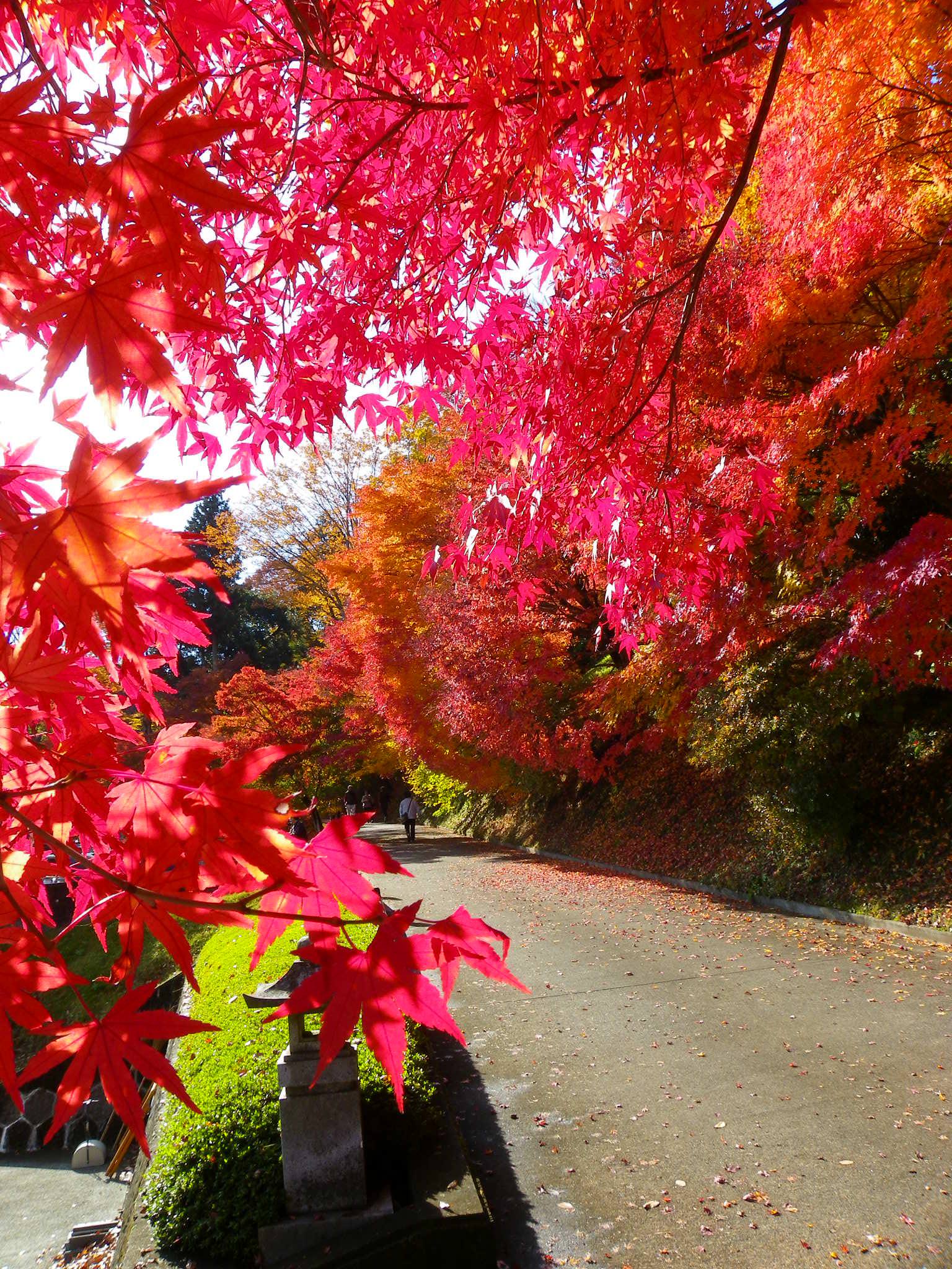 永源寺(もみじ寺)の紅葉