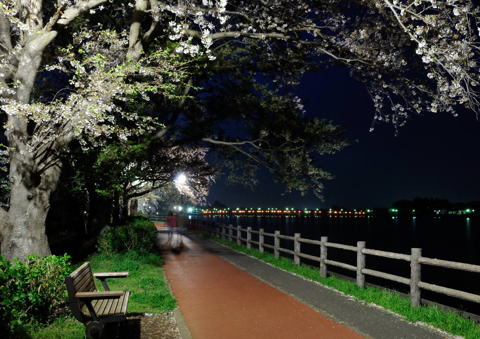 砂沼の夜桜02