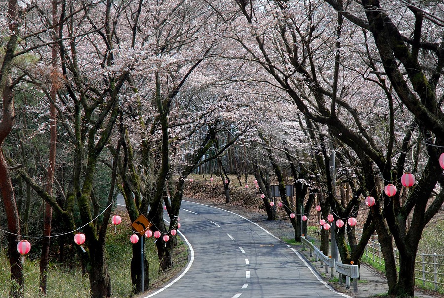 笠間 北山公園の桜 3分咲き