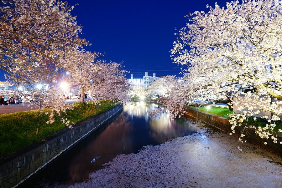 新川の夜桜