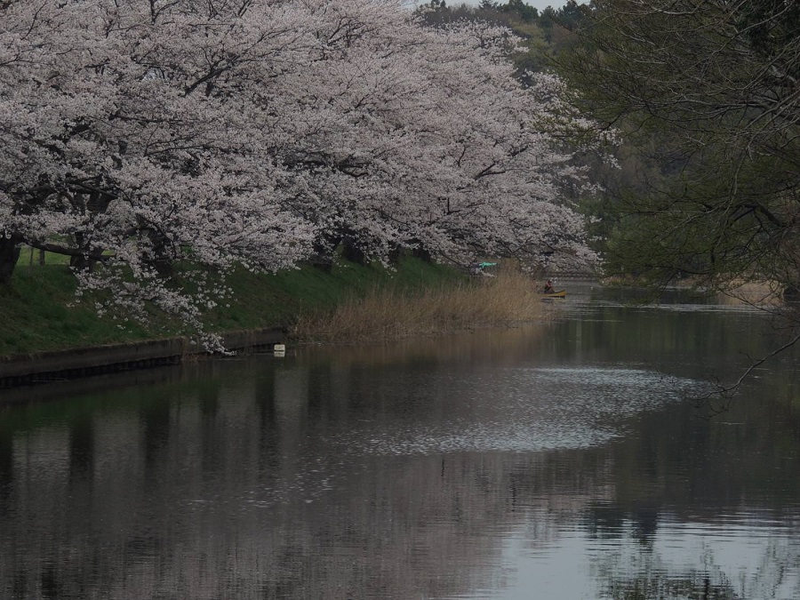 福岡堰の桜