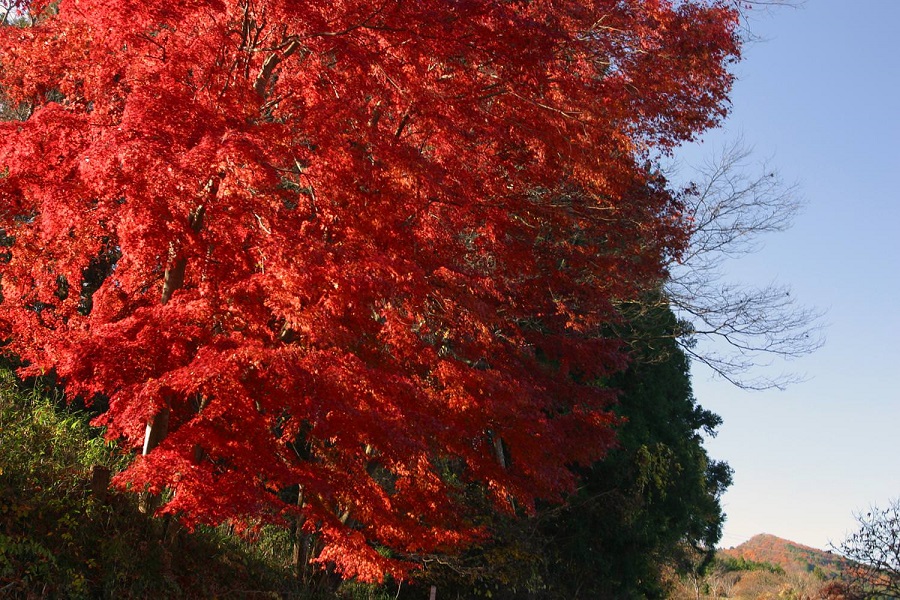 紅葉