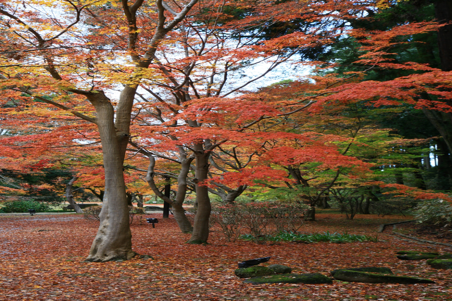 紅葉（こうよう）