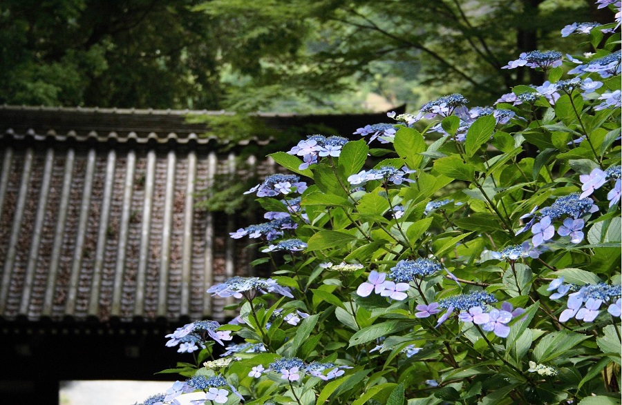 あじさいの雨引観音3