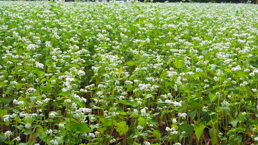 そばの花畑