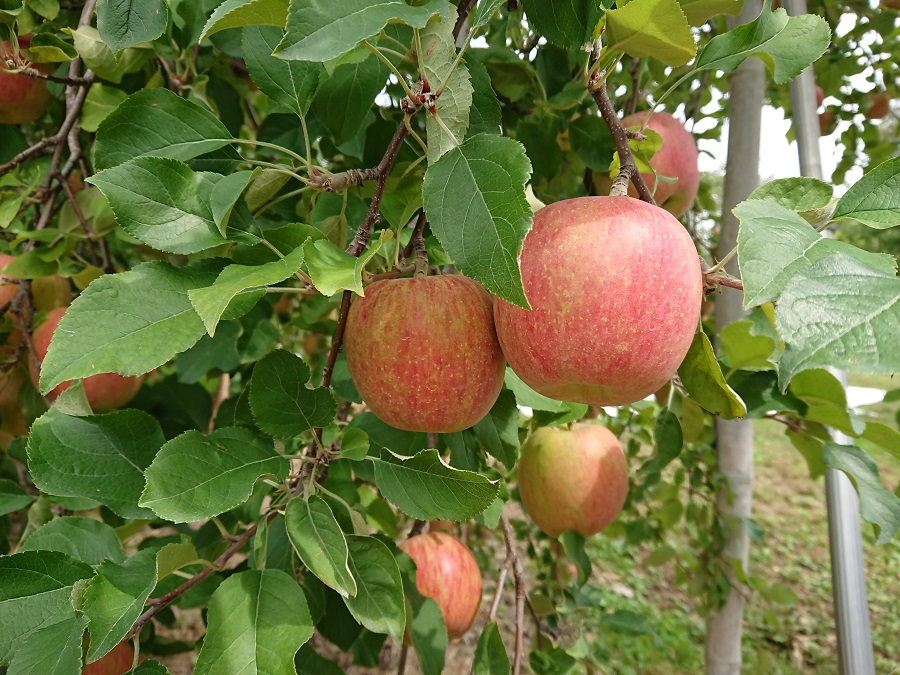 りんご園