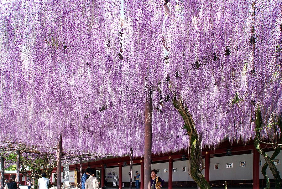 笠間稲荷神社　大藤03