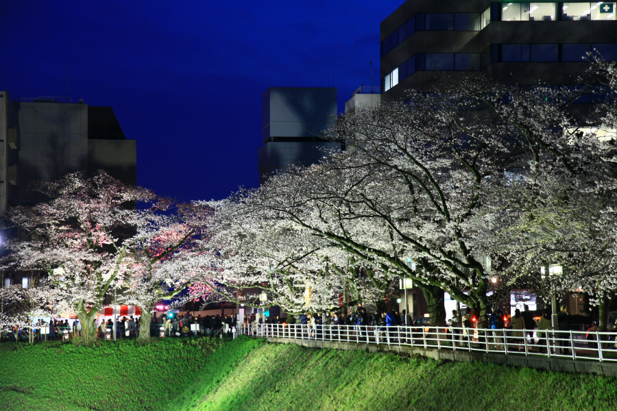 最後の夜桜