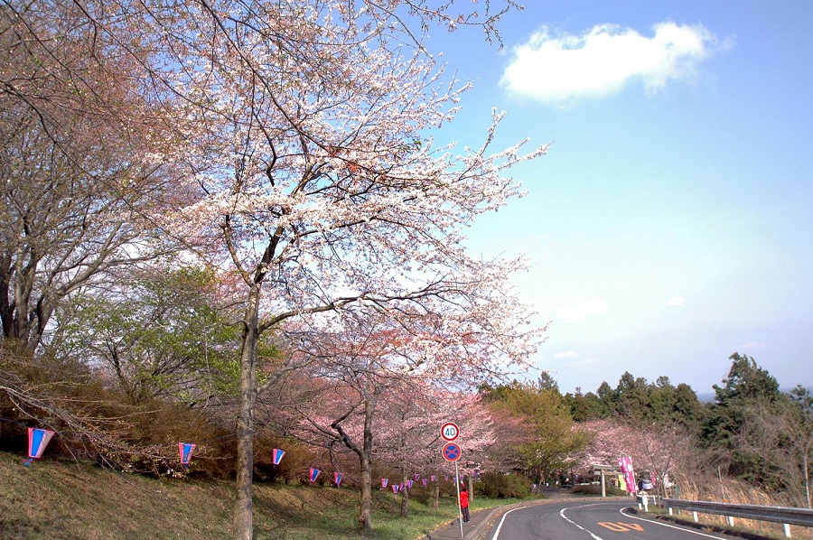 愛宕山の桜 五分咲き