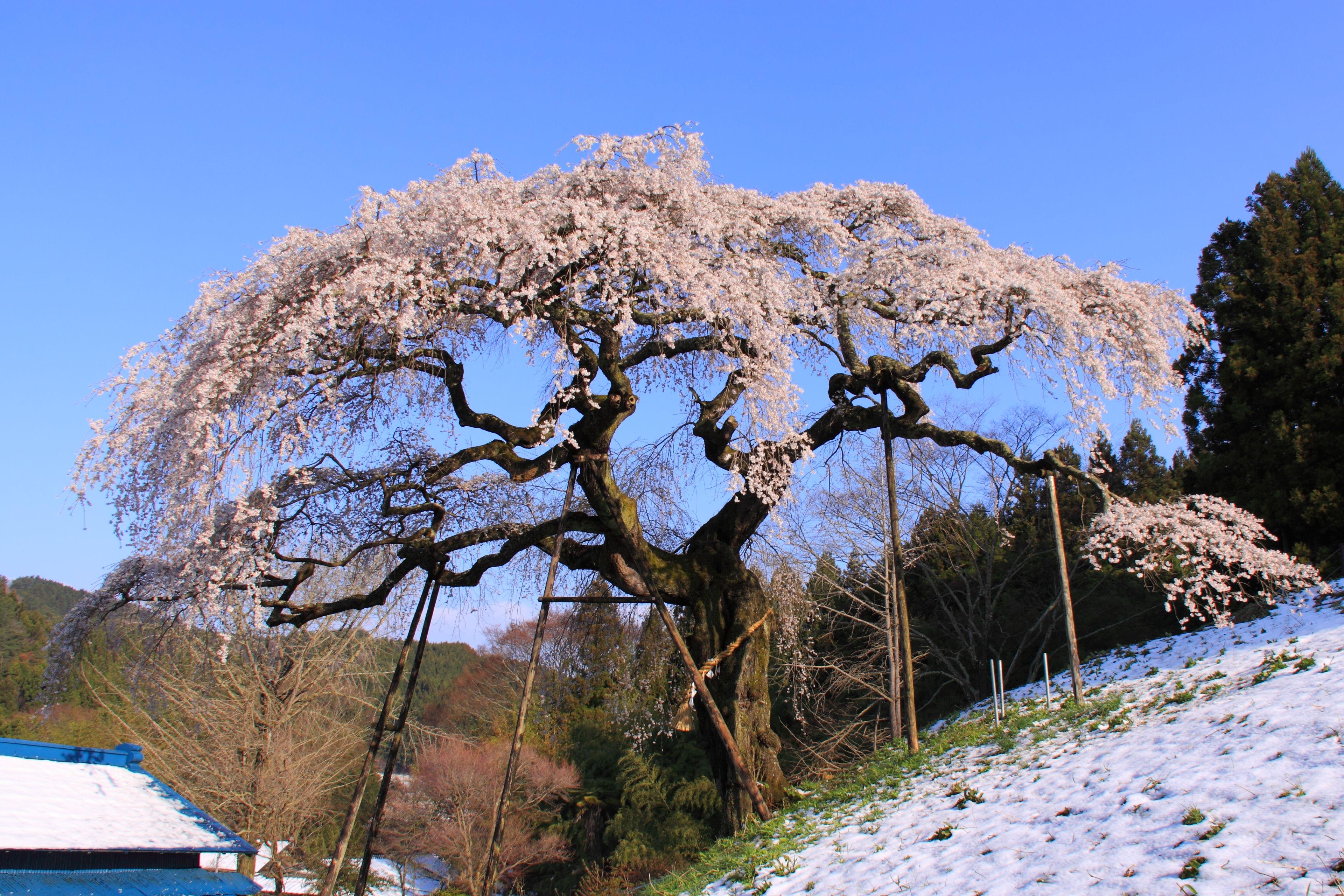 外大野のしだれ桜01