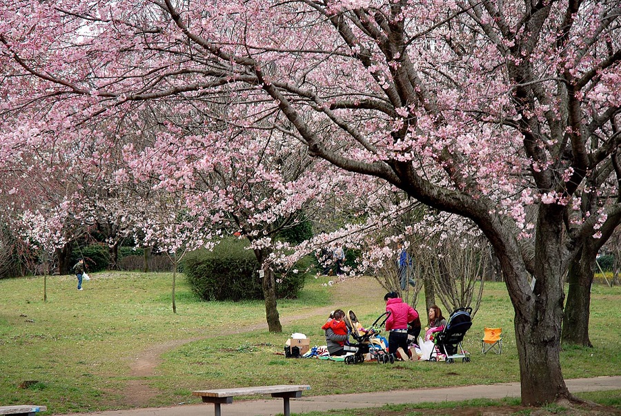 砂沼広域公園　観桜苑の桜　花見