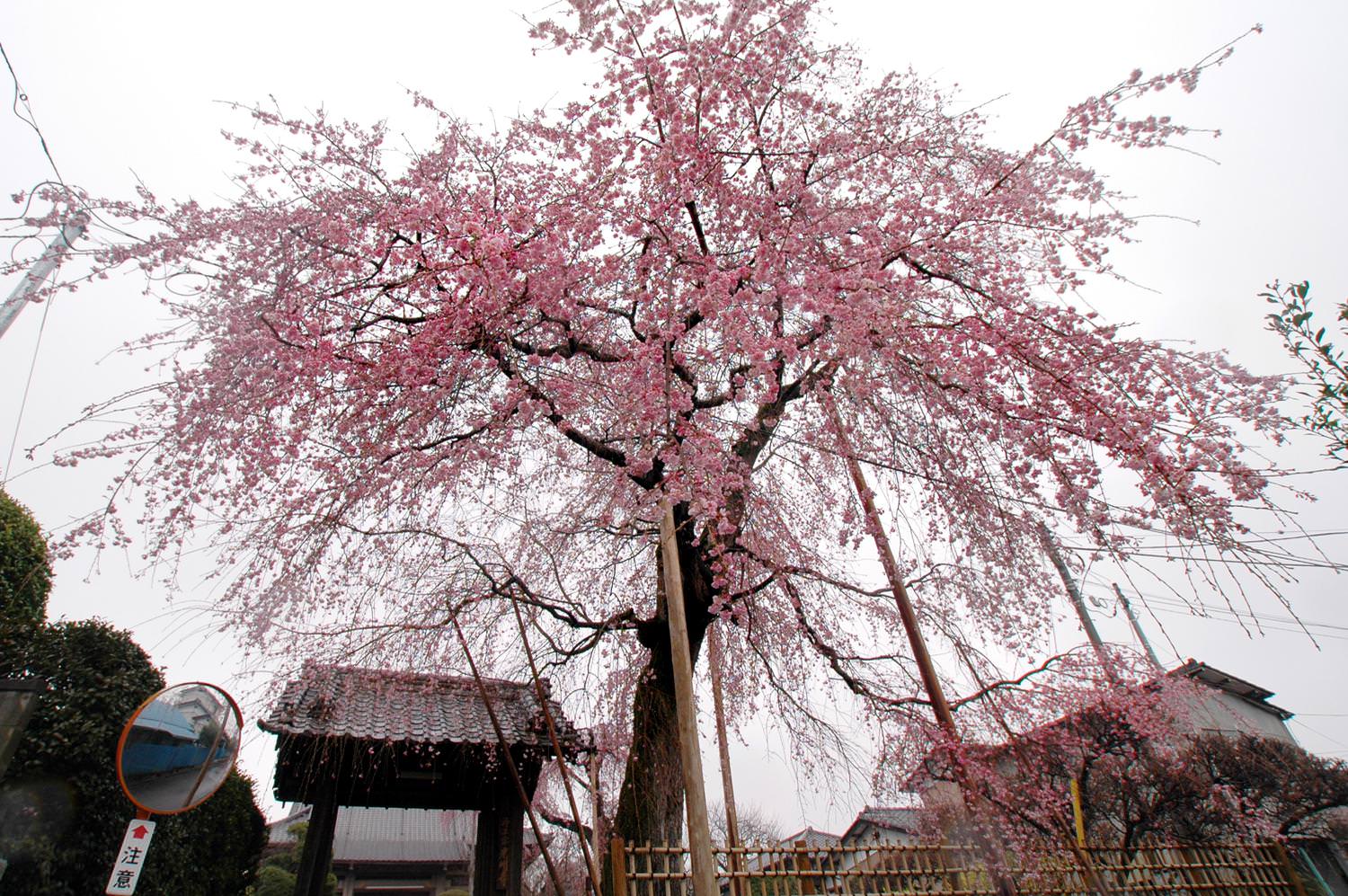 宍戸のしだれ桜 光明寺 山門の桜1