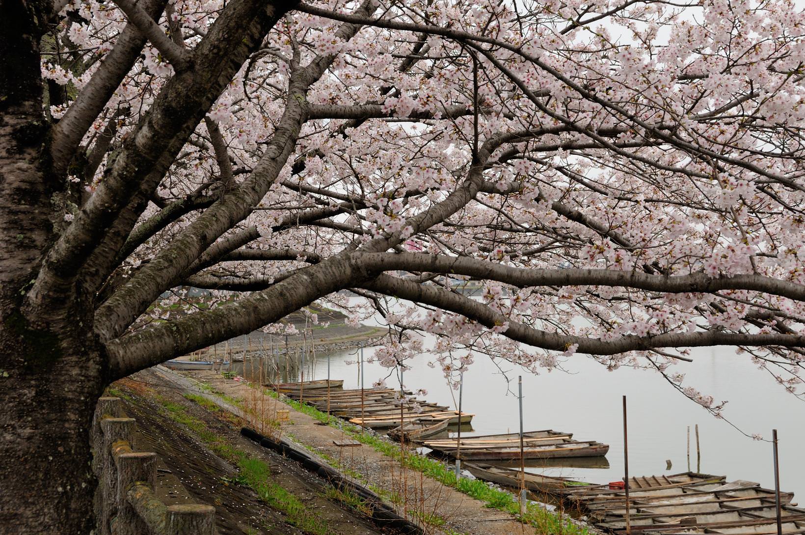 砂沼の桜01