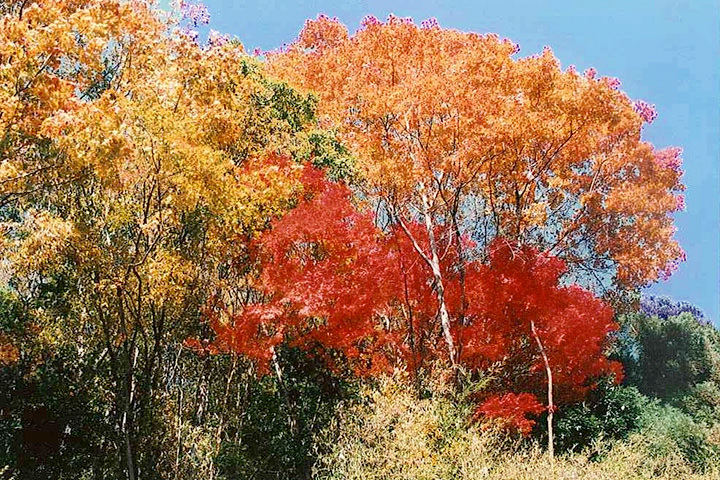 籠岩