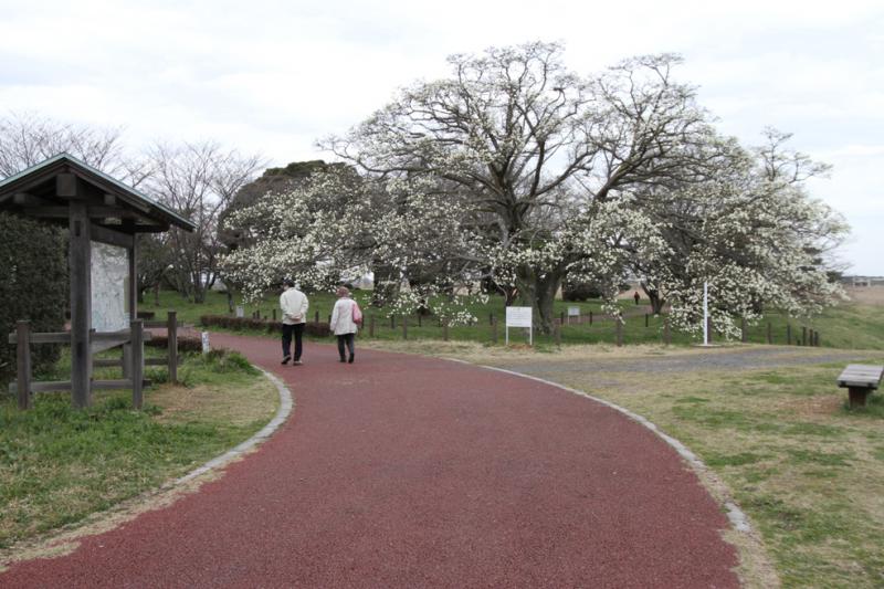 中の島公園