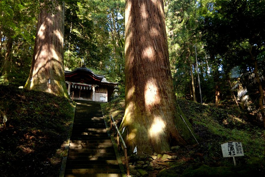 吉田八幡神社 三浦杉