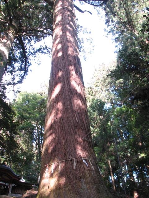 吉田八幡神社 三浦杉