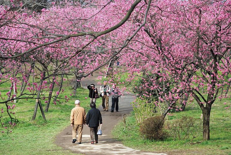 古河公方公園(古河総合公園)