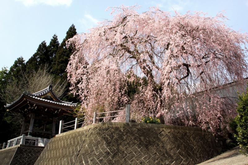 満福寺の桜