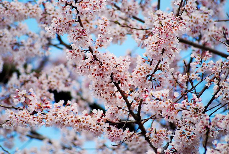 歓喜寺の江戸彼岸桜