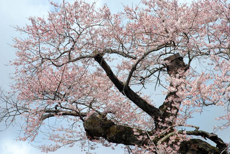 歓喜寺の江戸彼岸桜