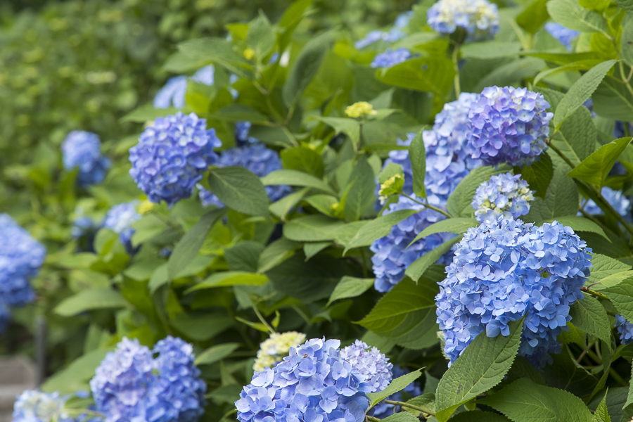 北茨城 あじさいの森