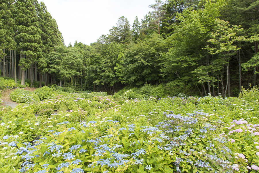 北茨城 あじさいの森