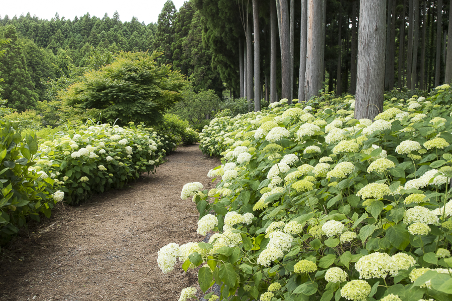 北茨城 あじさいの森