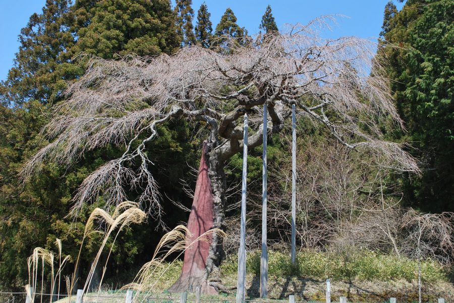 七反のしだれ桜