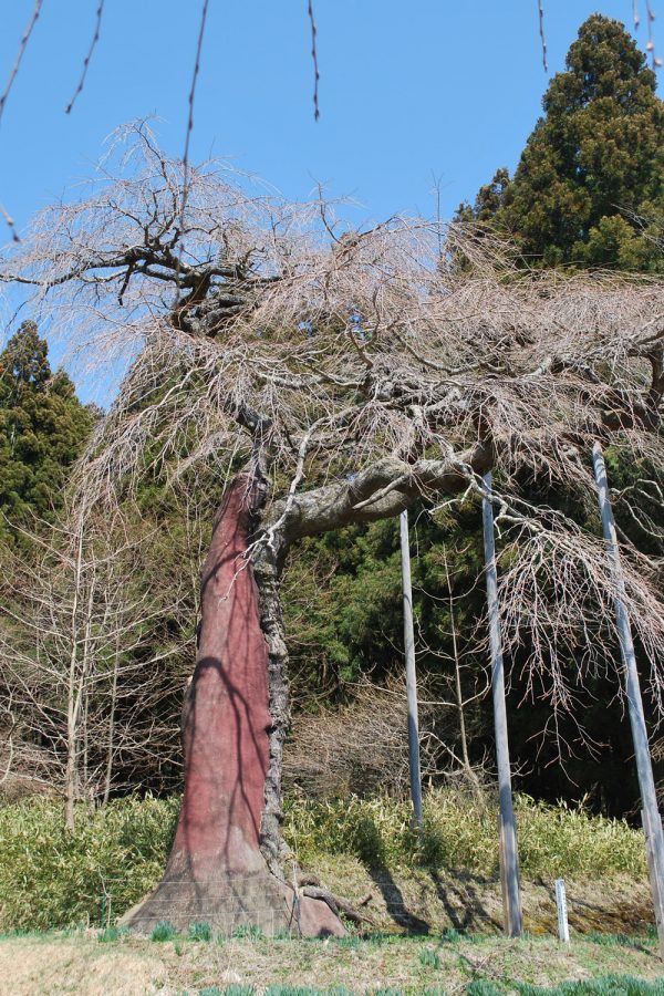 七反のしだれ桜